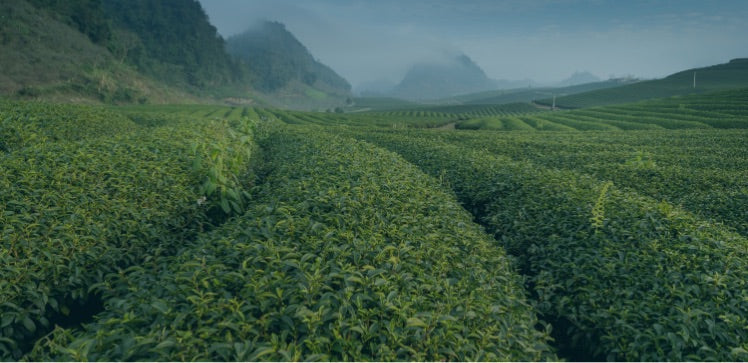 Dicover our Tea Blends