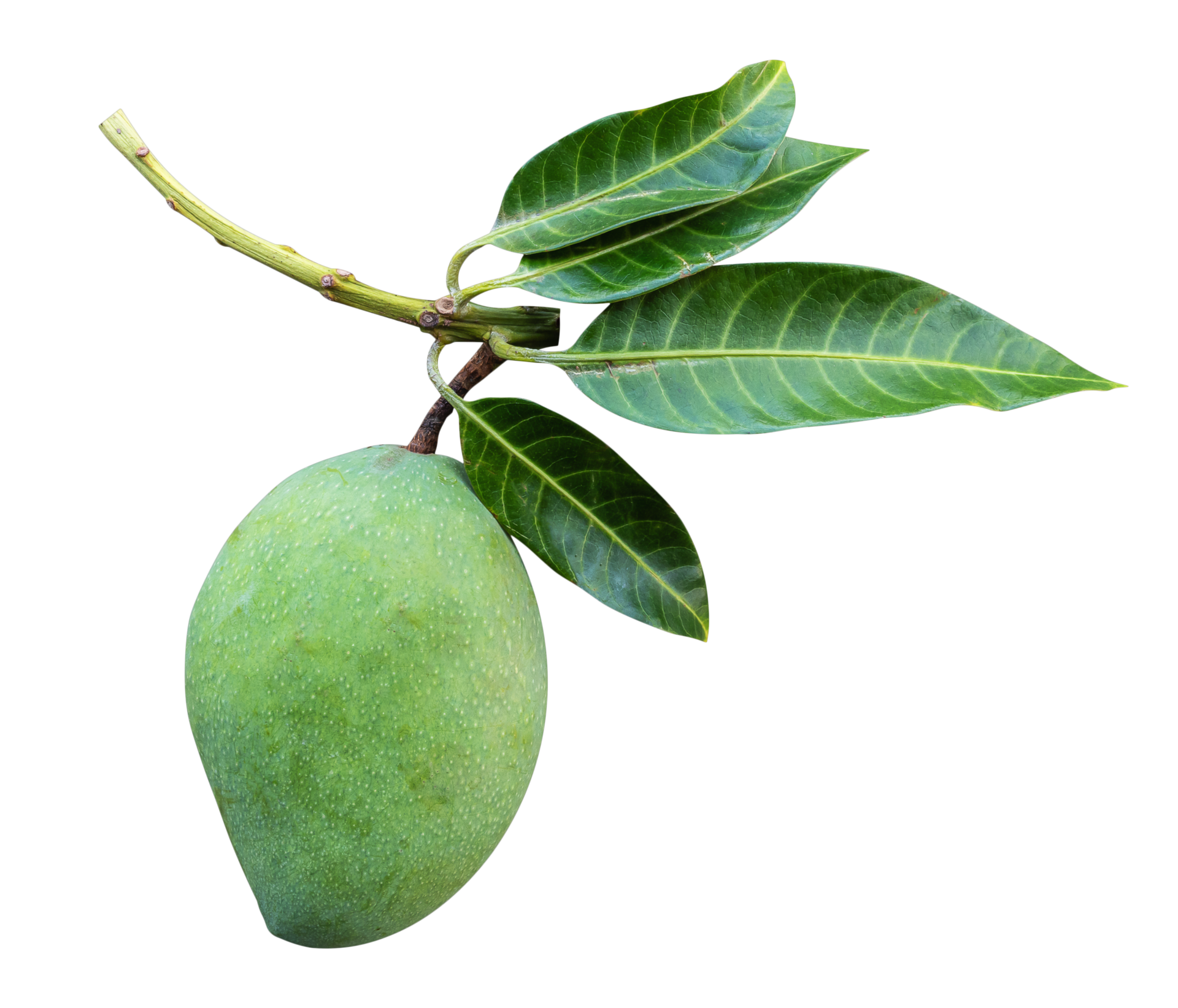  Natural Raw Mango Flavour